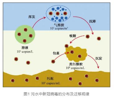 新冠病毒在污水处理厂的分布特征及去除特性研究进展